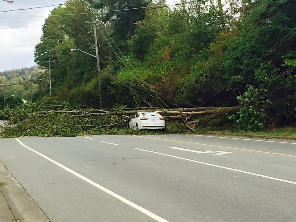 Massive Metro Vancouver Storm Leads To Power Outages, Fallen Trees 