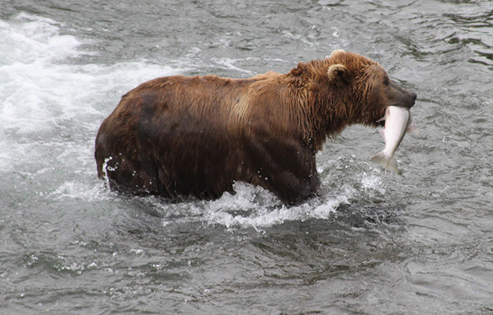 A brown bear walks to a sandbar to eat a salmon it had just caught at Brooks Falls in Katmai National Park and Preserve, Alaska on July 4, 2013. 