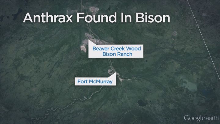 Three bison from Syncrude's herd in the
oilsands have tested positive for anthrax.
