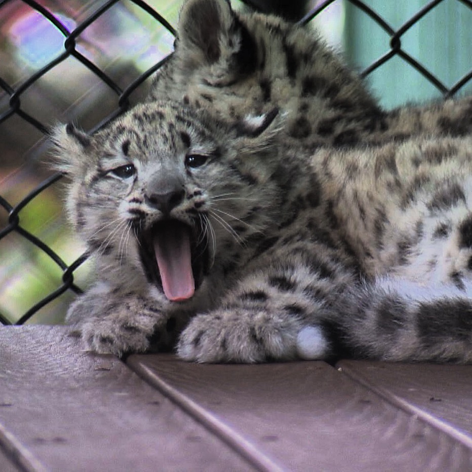 This baby snow leopard yawns before getting back to its busy day of napping.