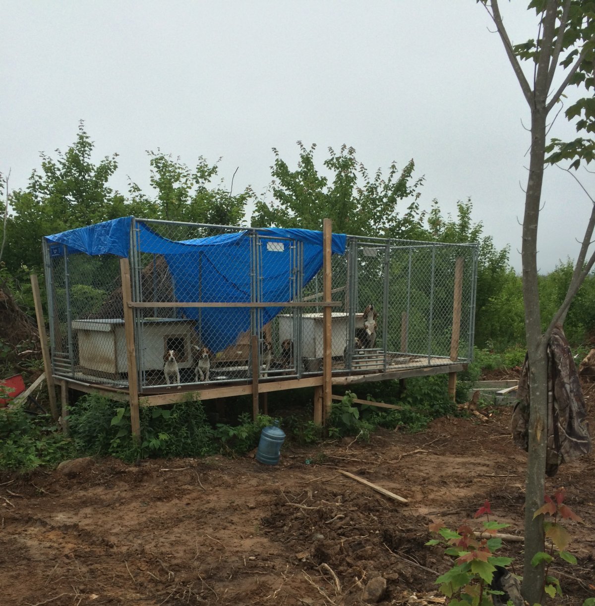 NS SPCA seized 14 beagles at a property in West Gore on July 22, 2015.