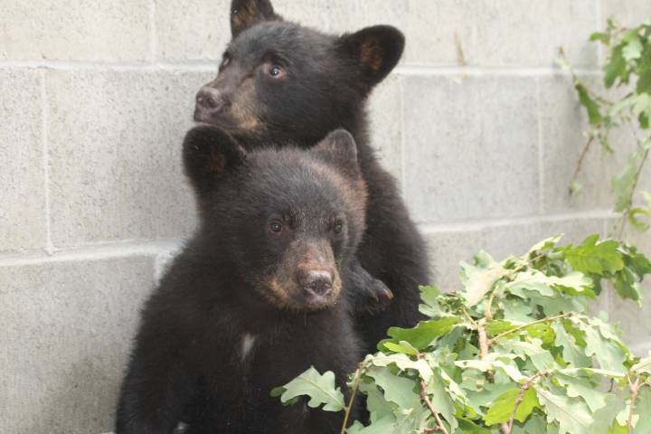 Wildlife group criticizes provincial policy to euthanize orphaned black bears - image