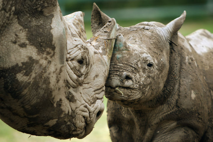 A 6 month old Black Rhino calf stands with its mother in its enclosure at Lympne Wild Animal Park on June 21, 2011 in Hythe, England.  (File photo).