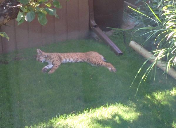 Bobcat spends most of the day lazing about in the cool grass of a Calgary backyard. Aug 2,  2015.