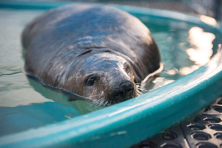 Corky, a male sea otter, was rescued by the aquarium after being badly injured by a boat.