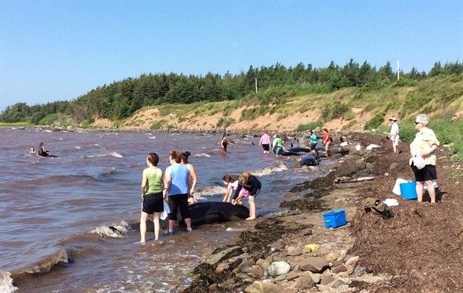Residents attempt to help beached whales that became stuck on the shores of St. George's Bay in Judique, N.S., on Tuesday, August 4, 2015. 
