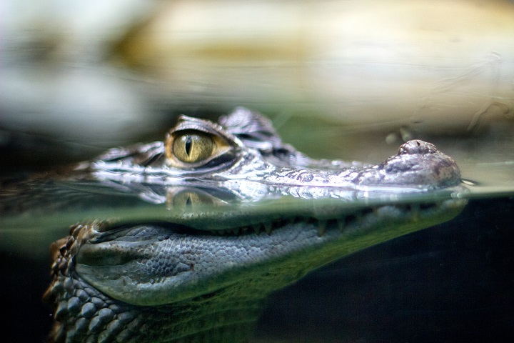 Exotic pet ownership laws drastically different across Ontario - image
