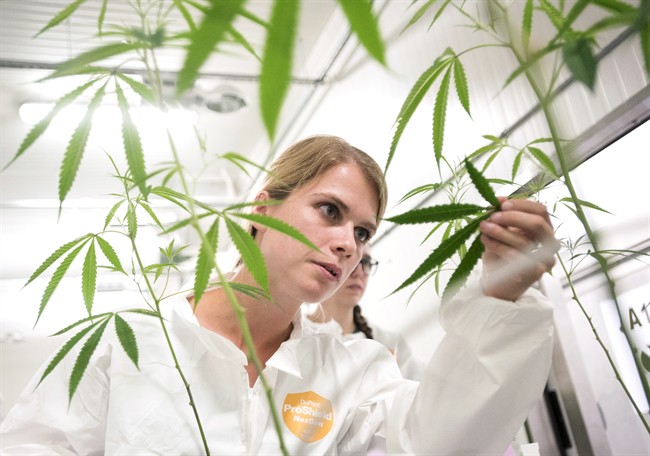 Sarah Stuive, biological control consultant, checks for bugs at Bedrocan Canada, a medical marijuana facility, in Toronto on Monday, August 17, 2015. 