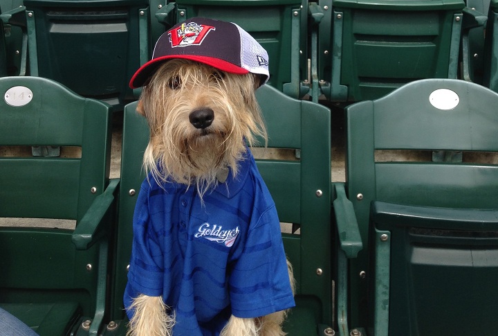 For one game only, baseball fans will be allowed to bring their pooches to Shaw Park to enjoy a Goldeyes game.