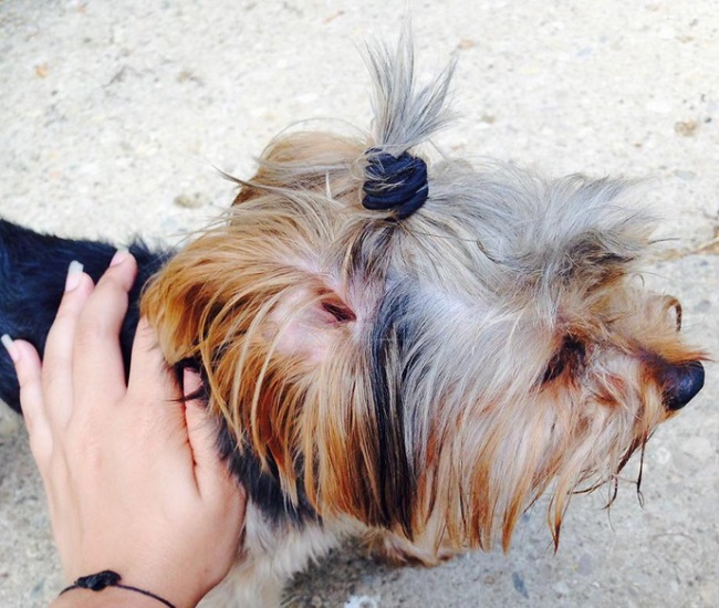 An example found online of a 'dogbun.'