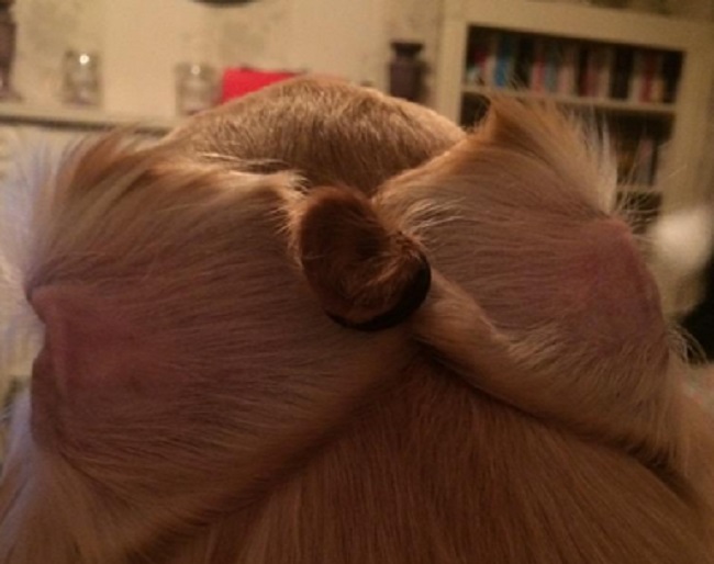 An example found online of a 'dogbun.'