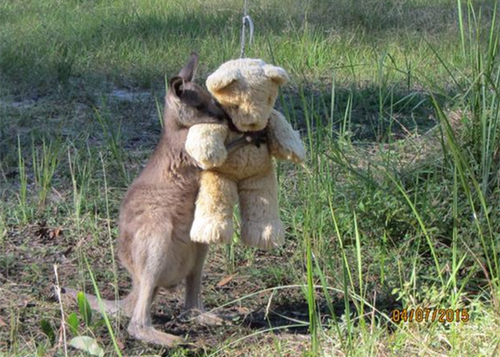 Meet Doodlebug. Apparently he’s an orphaned joey that loves his teddy very much.