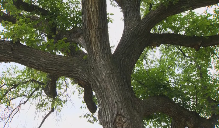Saskatchewan residents urged to prune elm trees this fall as ban ends