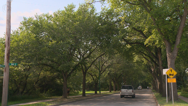 No more trees in Saskatoon found with Dutch elm disease after first ever case discovered in the city in July.