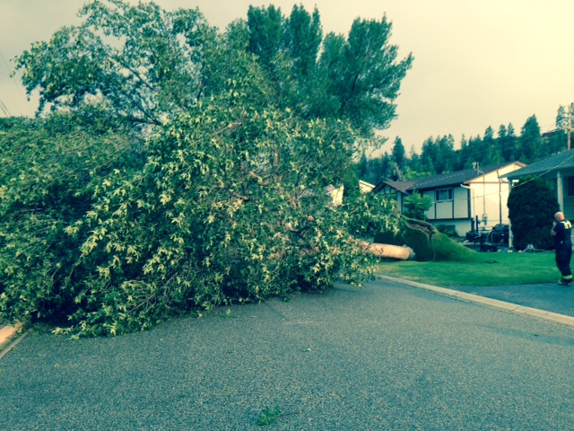 “Microstorm” in Kelowna brings down tree - image
