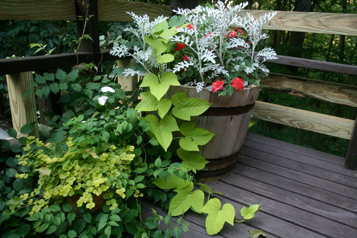 This undated photo shows sweet potato vines growing from a patio container at a residence in New Market, Va. Almost every unprocessed fruit or vegetable can be grown into a decorative houseplant.