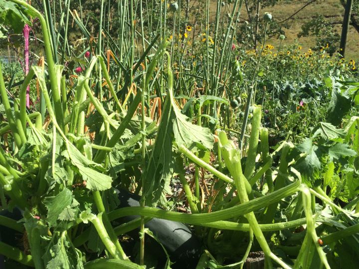 Gardens destroyed Calgary storm