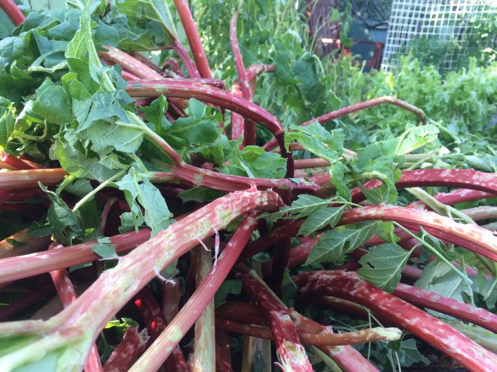 Gardens destroyed Calgary storm