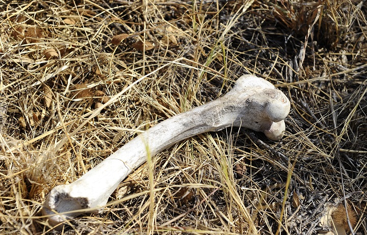 A photo taken on July 25, 2012 shows lion bones at the Dinokeng Game Reserve, 50 kms north of Pretoria. Lion hunters are becoming more and more interested in the bones of lions, which are being shipped in ever greater quantities to Asia for use in traditional medicine, creating new fears for the survival of the species.  ).