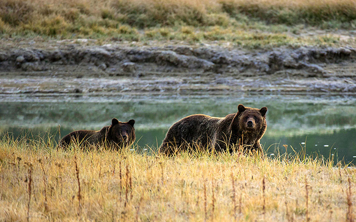 A Grizzly bear mother and her cub walk near Pelican Creek October 8, 2012 in the Yellowstone National Park in Wyoming.