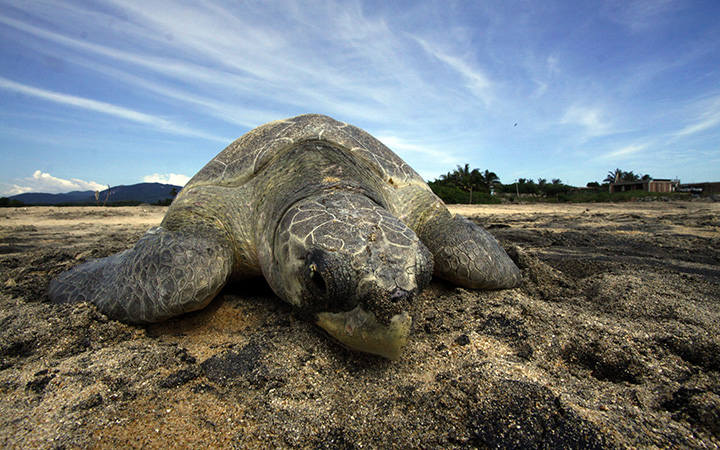 An Olive Ridley sea turtle (Lepidochelys olivacea) arrives to spawn during a nesting at Ixtapilla beach, in Aquila municipality on the Pacific coast of Michoacan State, Mexico, on Octuber 13, 2013.