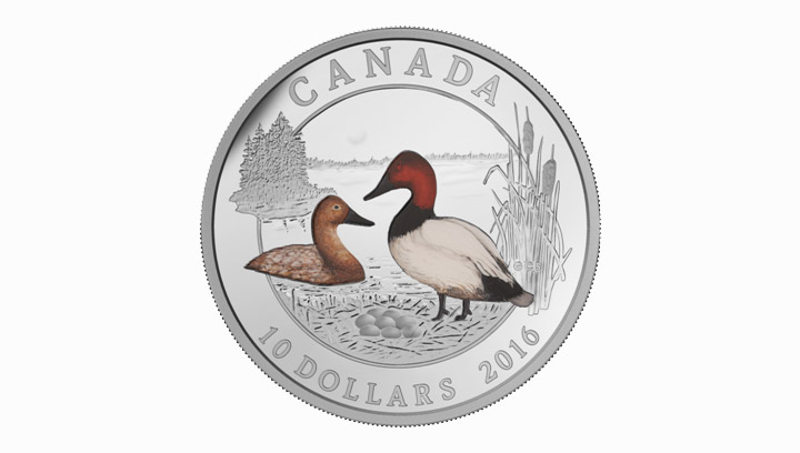 Design by Saskatoon artist Glen Scrimshaw featured on new Canadian collector coin celebrating the ducks of Canada.