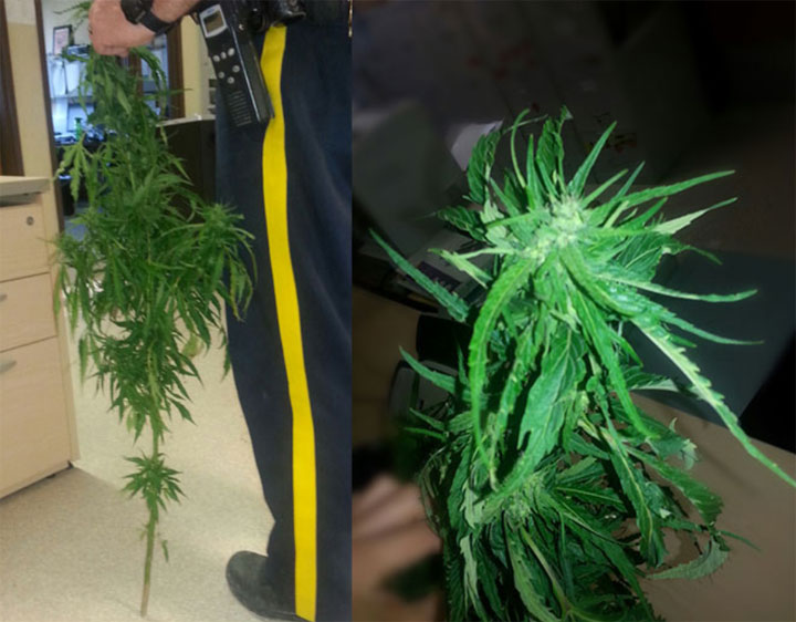 RCMP investigate crop of plants believed to be marijuana in southeast Saskatchewan.
