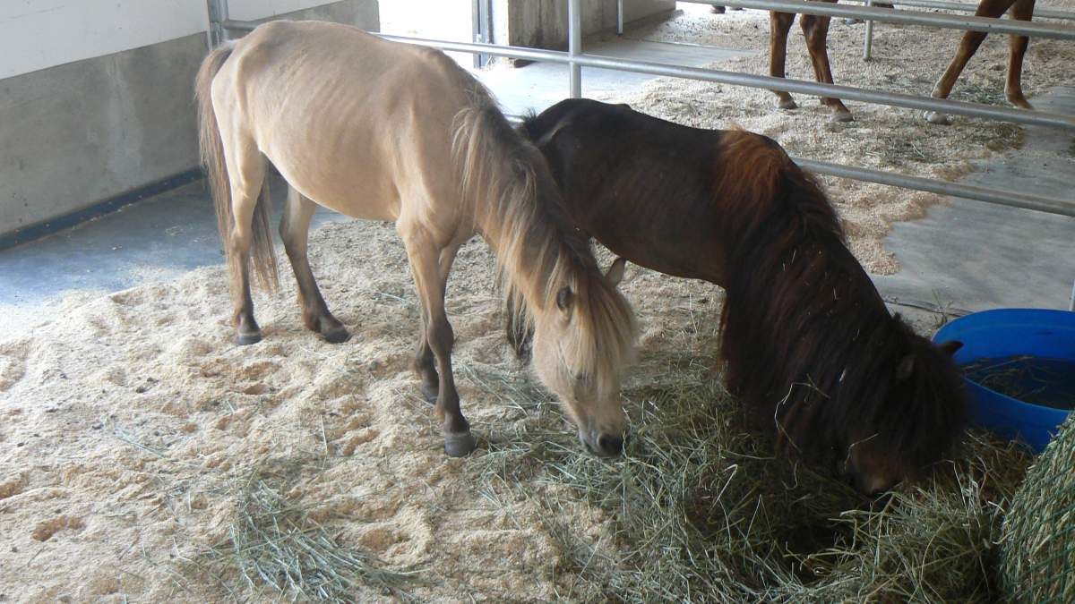 Among the 57 animals removed from the property were 16 horses with chipped, cracked and overgrown hooves