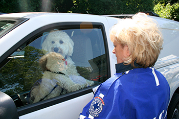 A staged photo of a dog in a car.