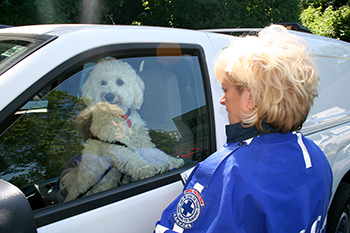 FILE: The Nova Scotia RCMP are reporting that since June they've received 69 complaints of dogs being left in cars during hot days.