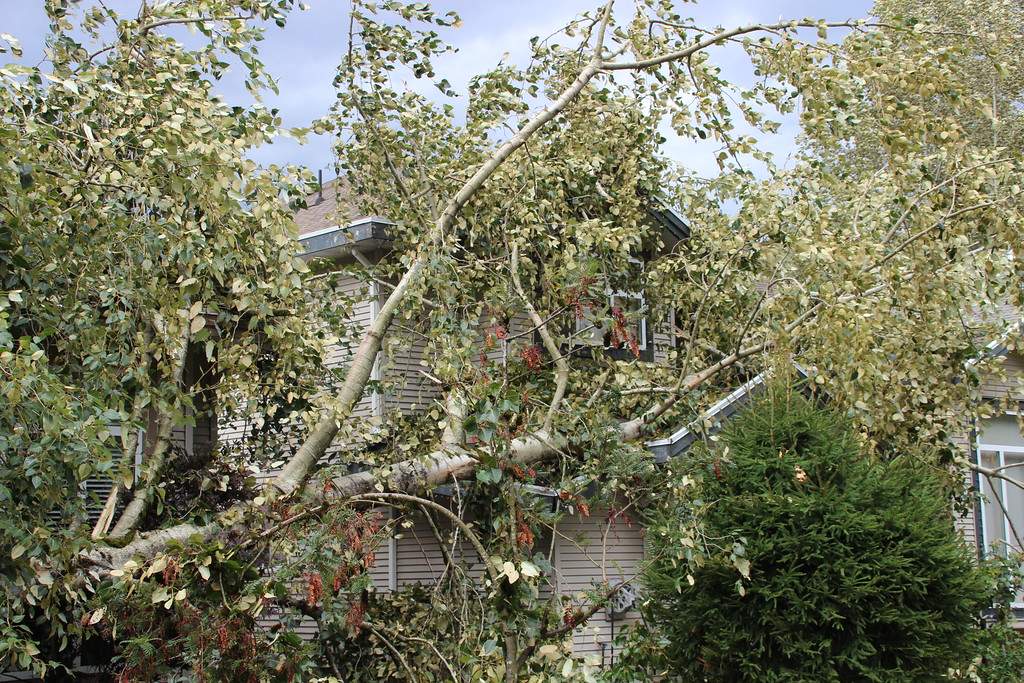 PHOTOS: Largest South Coast storm in a decade causes mass power outages - image