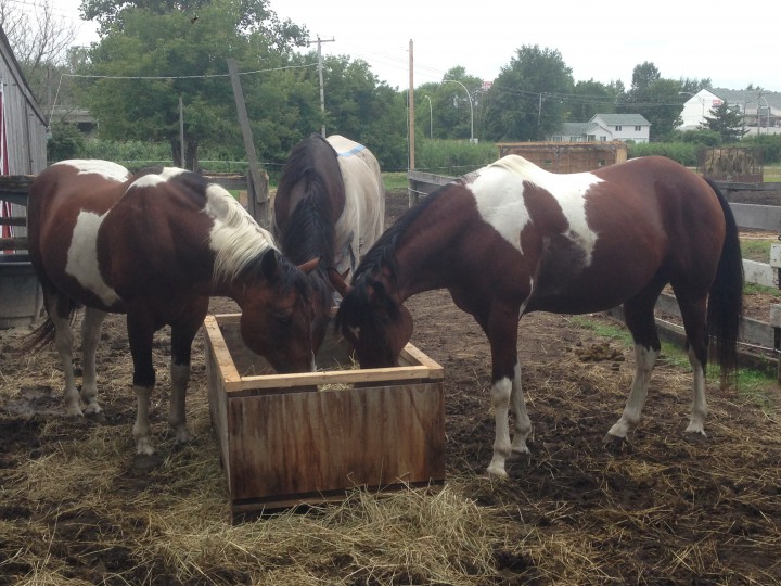 Buddy, Cruiser and Jack are three of the rescues at a Horse Tale in Vaudreuil, Thursday, August 13, 2015.