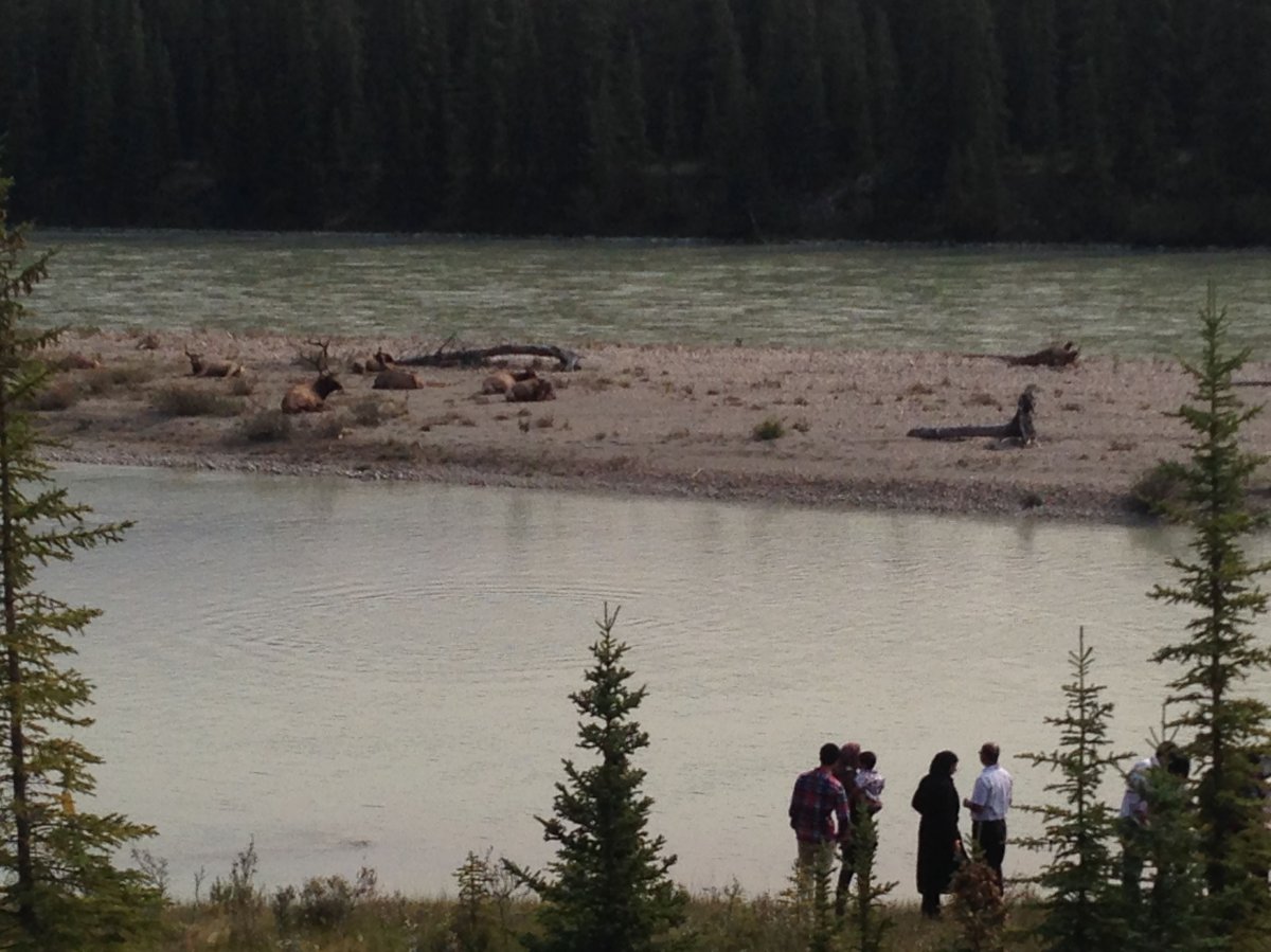 Tourists looking at elk in Jasper National Park, Alberta. August 26, 2015.