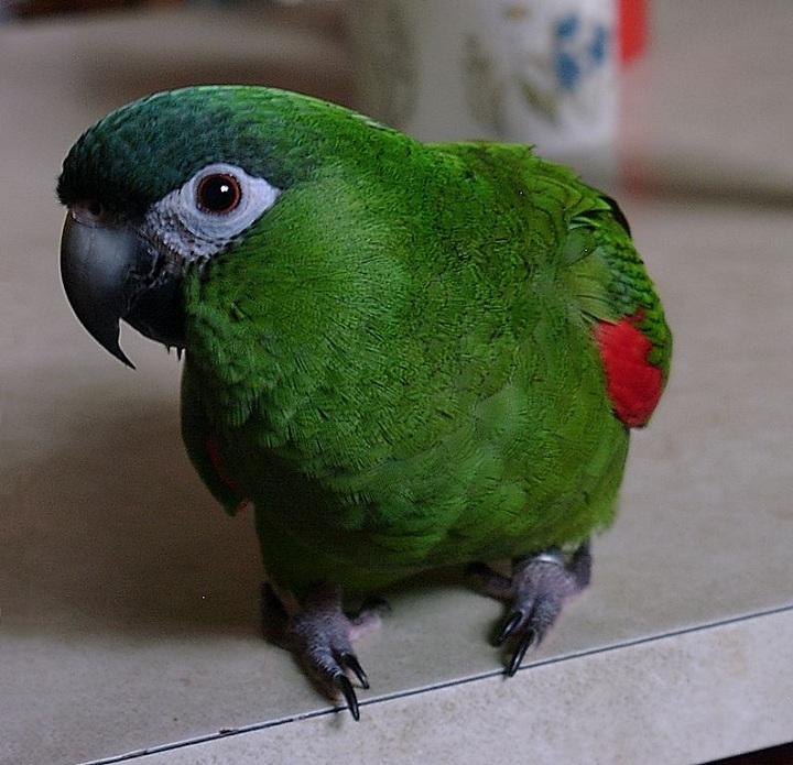 Hahn's macaw