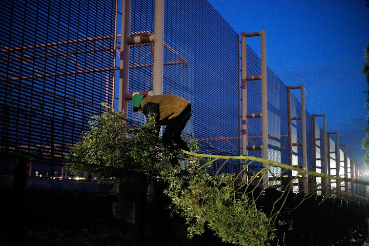 A migrant uses a tree to cross a fence as he attempts to access the Channel Tunnel, in Calais, northern France, Thursday, July 30, 2015.