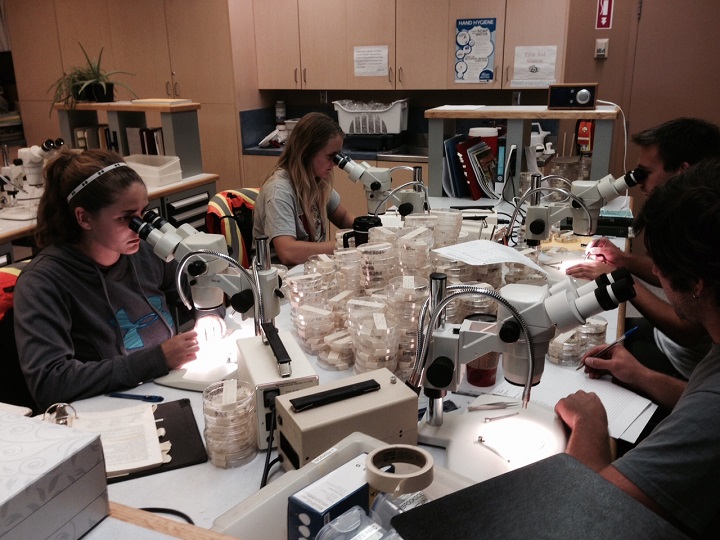 City staff count mosquitoes in Winnipeg on Wednesday, August 12, 2015.