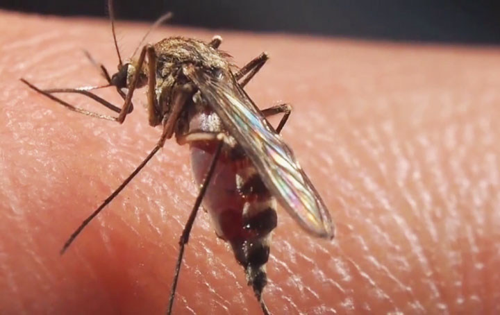 Recent rain in Saskatchewan means a resurgence of mosquitoes is possible, but the effect will be different compared to earlier this summer.