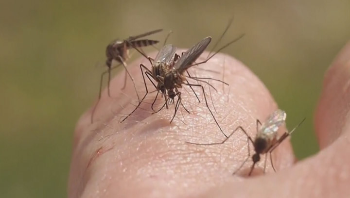 Mosquito population in Saskatoon on the rise due to recent rain and hot weather.