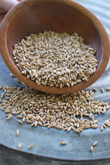 A wheat and rye blend triticale is tasty and versatile