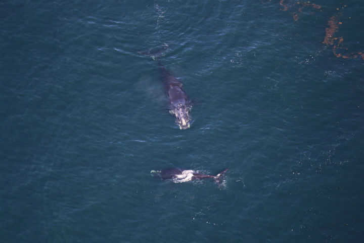 Canada's Department of Fisheries and Oceans have observed the carcass of a North Atlantic Right Whale off the New Brunswick's Miscou Island.