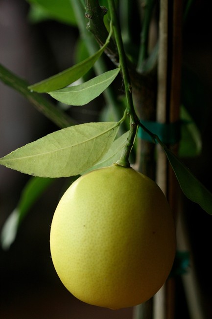 Recycle kitchen scraps into plants