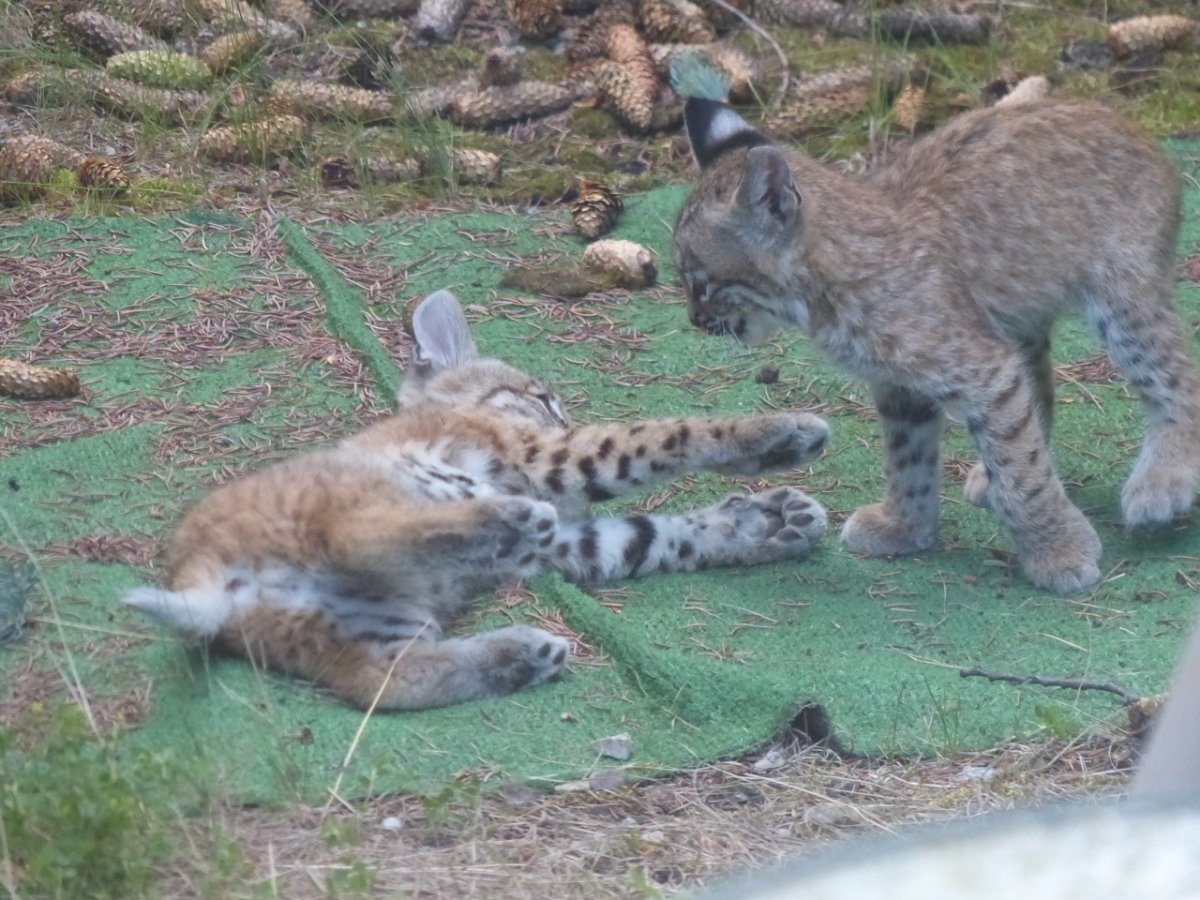 GALLERY: Bobcat family caught nesting in Calgary backyard | Globalnews.ca