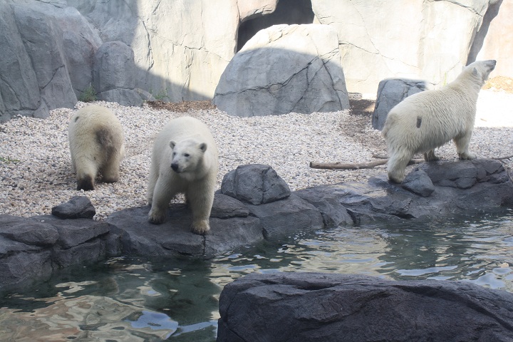 Assiniboine Park Zoo polar bear Winnipeg Manitoba