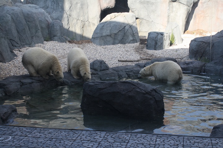 Assiniboine Park Zoo polar bear Winnipeg Manitoba