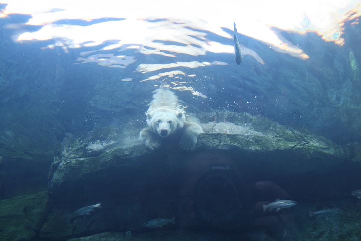Assiniboine Park Zoo polar bear Winnipeg Manitoba