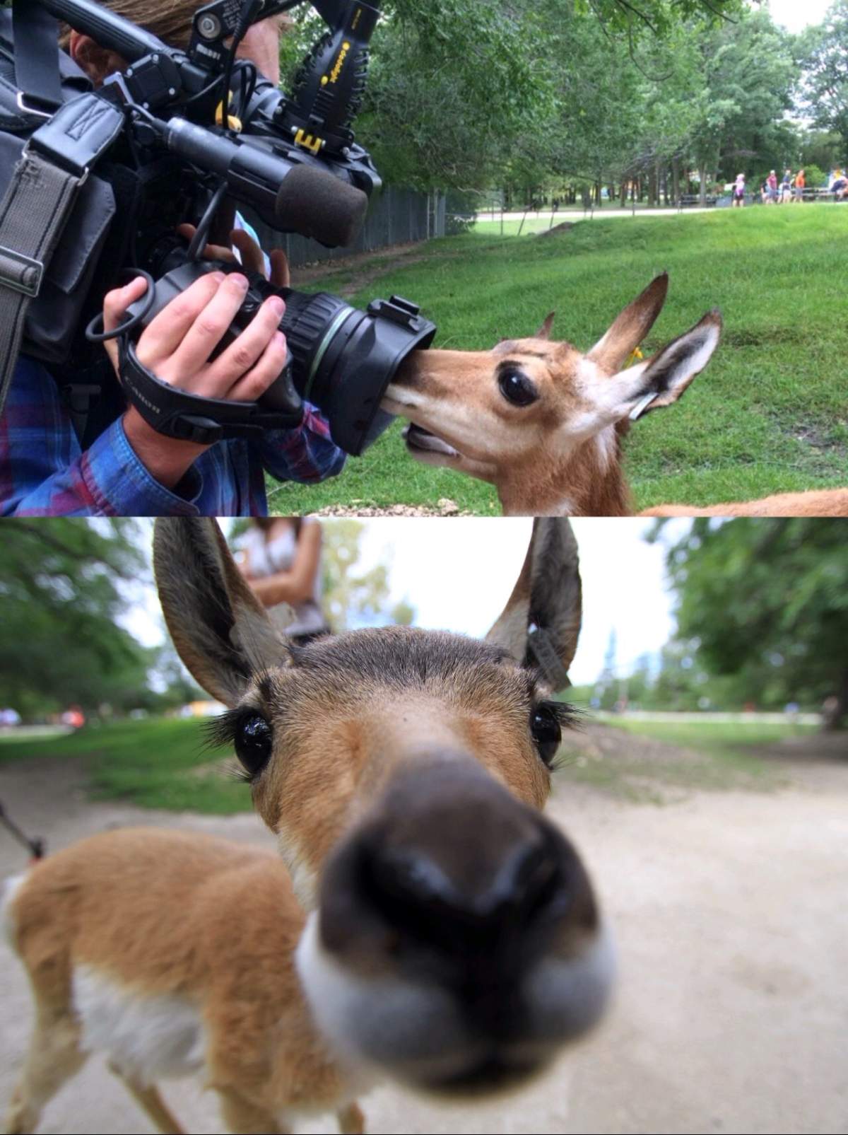 The pronghorn antelopes at the Assiniboine Park Zoo get up close and personal with Gage and his camera gear.