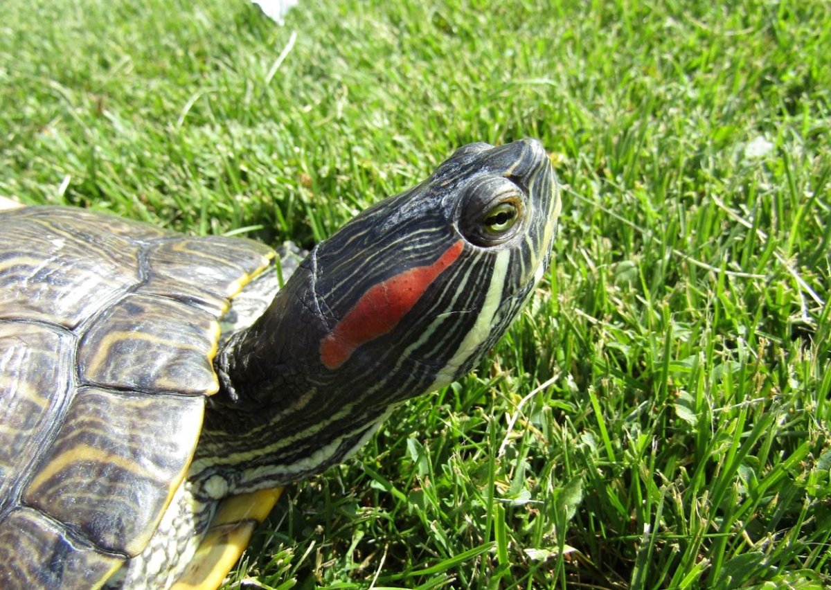 Okanagan Western Painted Turtles threatened by non-native species ...