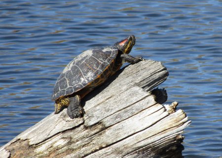 Okanagan Western Painted Turtles threatened by non-native species ...