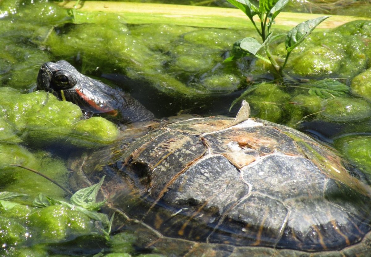 Okanagan Western Painted Turtles threatened by non-native species ...