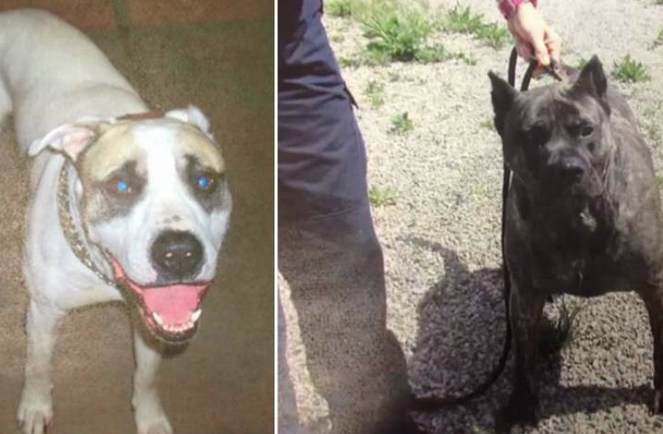 The Presa Canario, was ordered to be destroyed while the other, an American Bulldog-Pitbull cross is being held until the owner can ensure that public safety concerns have been addressed.